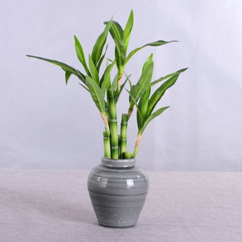 New 40cm Artificial Lucky Bamb - Desk Setup Plant ulasan dan harga